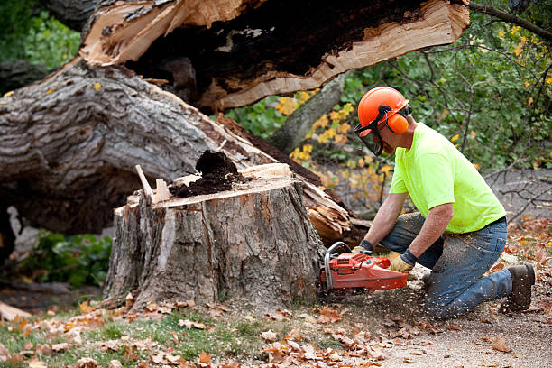 Professional Tree Services in Sauk City, WI